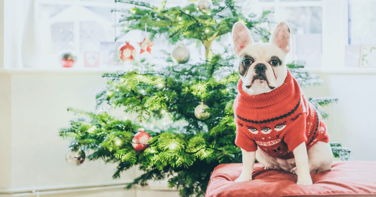 Christmas Jumpers