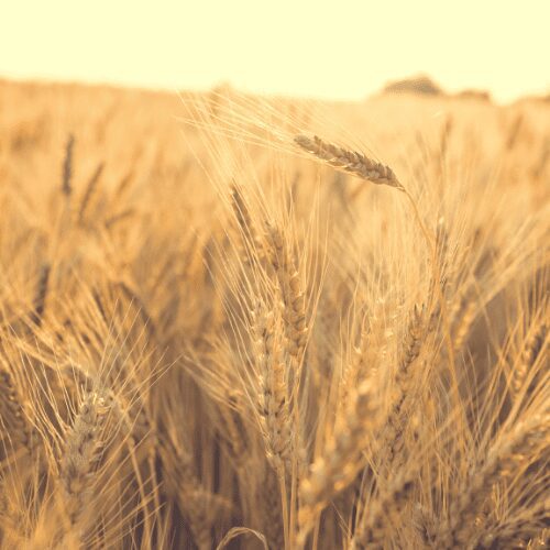 Grain