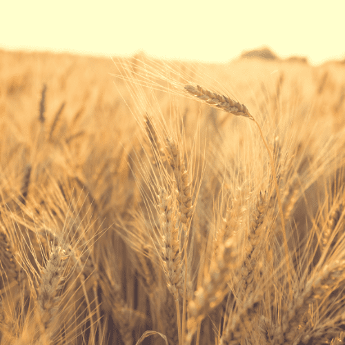 Grain Grain